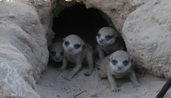 Meerkat pups at Kuruman River Reserve, in South Africa’s Kalahari Desert. Photo by Christine Drea, Duke University.