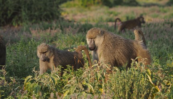 An alpha male baboon keeps close tabs on a fertile female in the Amboseli basin of southern Kenya. Photo credit: Susan Alberts, Duke University