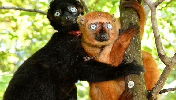 Cute lemurs in a tree