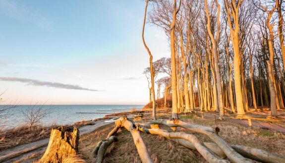 barren trees by the water