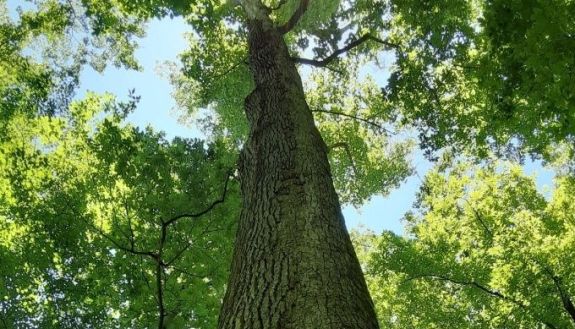 looking up at a tall tree