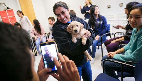 Students helped socialize two 6-week old golden retriever puppies as part of their class. The puppies, MATTOX and CHESSIE, are in training to become assistance dogs through the paws4people foundation. Photo by Megan Mendenhall/Duke Photography