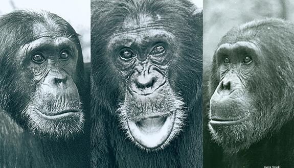 How did a once-unified community of chimpanzees in Gombe National Park, Tanzania, end up at each other's throats? Tensions that divided these top males also divided their community, researchers find. Photos by Geza Teleki.