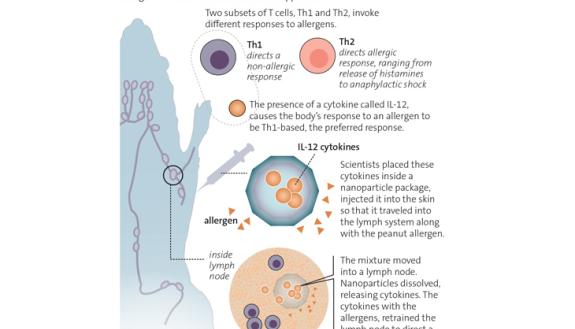 Changing the body's response to common allergen