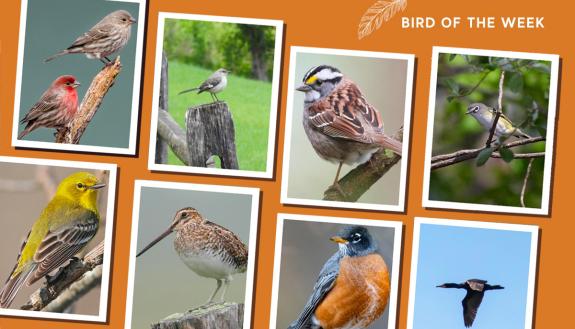 Images of birds.