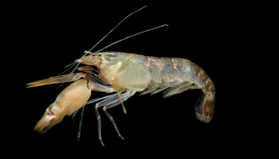 An image of a species of snapping shrimp like Dinh works with.