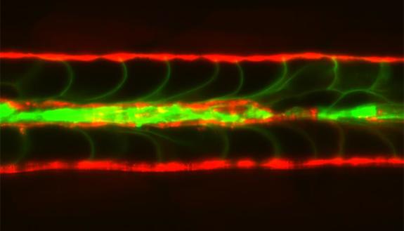 In this developing backbone of a zebrafish, collapsed inner cells (green) are replaced by newly fluid-filled sheath cells (red) from the outer layer. (Credit: Jennifer Bagwell, Duke University)