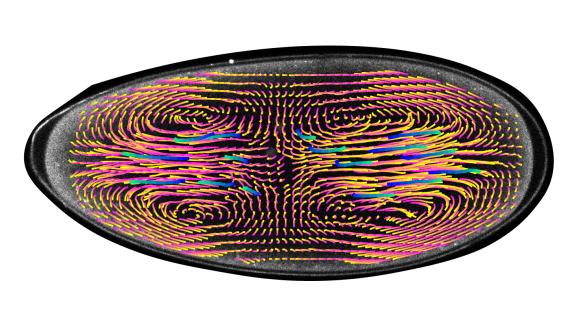 Computer-generated vectors show the motion and speed of cell nuclei within a developing fruitfly embryo. These swirling currents keep nuclei spread out evenly and in sync to ensure they undergo the same number of divisions.(DiTalia Lab)