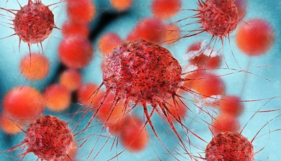  dendritic cells
