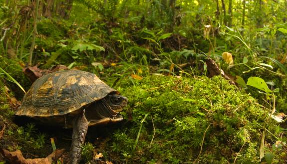 Calling All Photography and Duke Forest Lovers. Submit photos in annual contest; deadline is Oct. 27. 