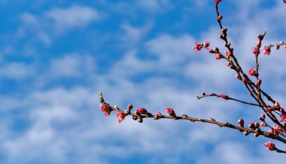 Flower buds sprout on a branch.
