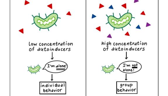 Basic quorum sensing: How bacteria know who’s around them. (Nidhi Srivaths)