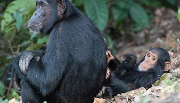 Imani the chimpanzee, a newcomer to her group, lounges with her son at Gombe National Park in Tanzania. Photo by Ian Gilby, Arizona State University.
