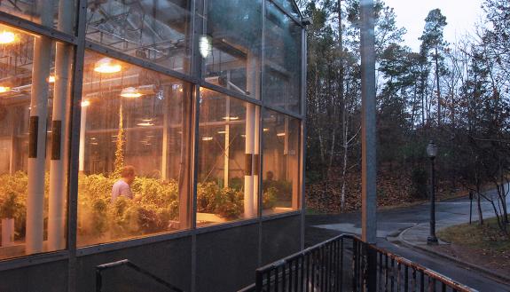 On a cold rainy day, the Duke Biological Sciences Greenhouse remains a warm and bright place for thousands of plants.