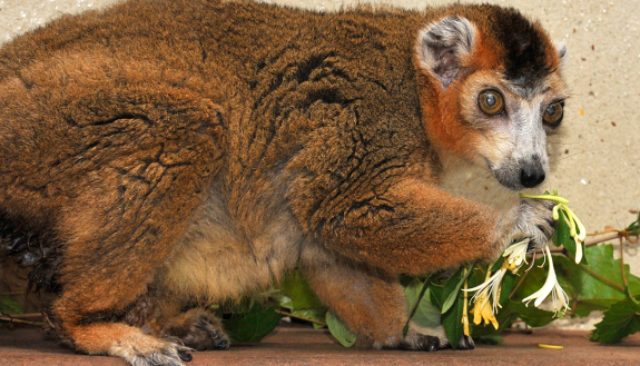 Ike, photographed in September 2019 at 29.4 years of age. Photo by David Haring.