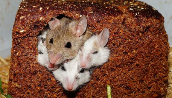 Duke neurobiology researchers connected to eight parts of a mouse’s brain and found they could turn social behavior up and down. (Karsten Paulick via Pixabay)