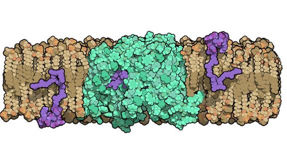 Researchers at Duke University solved the structure of an enzyme that is crucial for helping bacteria build their cell walls. The molecule, called MurJ (shown in green), must flip cell wall precursors (purple) across the bacteria’s cell membrane before th