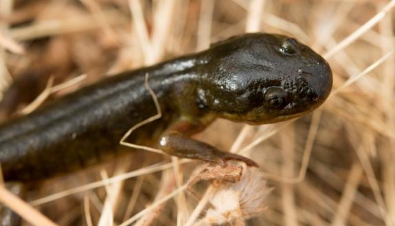 salamander regrowing a limb