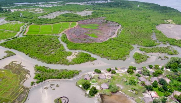 Duke is supporting the protection of coastal mangroves in Africa to keep carbon from the atmosphere. It was Duke research that helped establish a market for carbon offsets from coastal habitats.