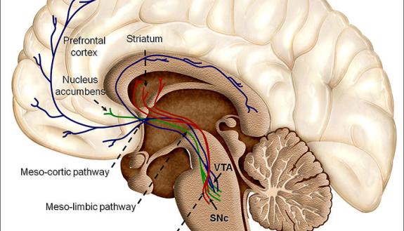 The reward structure of the brain