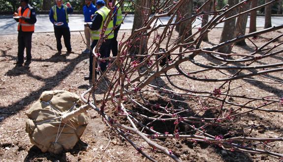A few dozen Duke students, faculty and staff teamed up to plant 10 trees along Flowers Drive on Friday. Photo by Stephen Schramm.