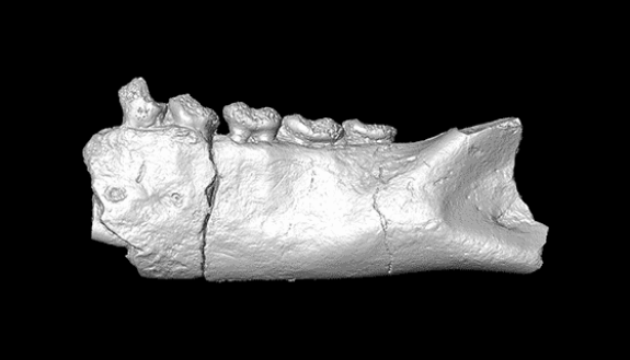 Fossilized fragments of primate jaws and teeth from Africa are changing what researchers thought they knew about when lemurs made it to Madagascar. Shown here is 20-million-year-old Propotto leakeyi. 3-D scans courtesy of Duke SMIF.