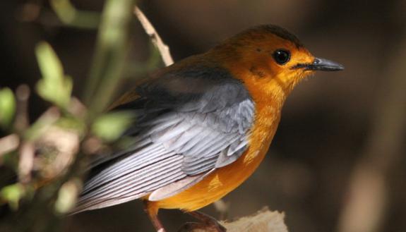 The red-capped robin-chat (Cossypha natalensis) can mimic the songs and calls of dozens of other bird species – even their duets, says Duke researcher Tom Struhsaker.