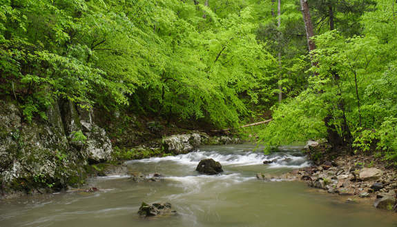 The beauty and peace of Duke Forest has attracted larger numbers of visitors during the pandemic. Photo by Jeff Soo.