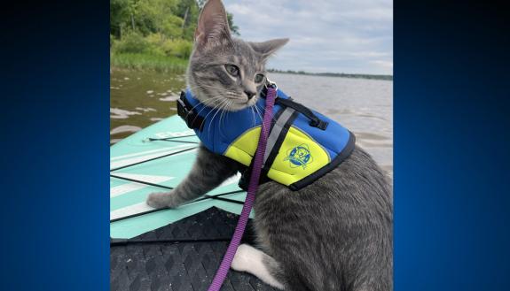 A cat on a paddle board.