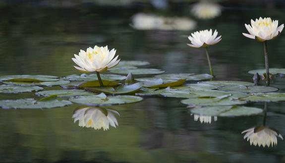 water Lillies