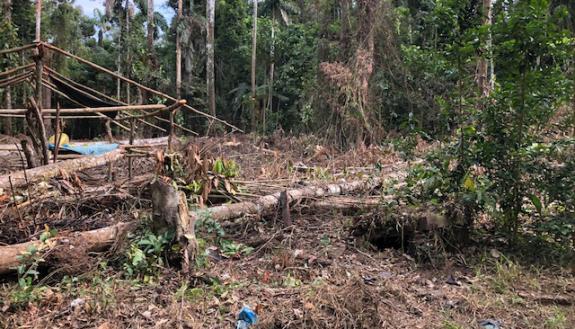 clear cutting of a dense forest
