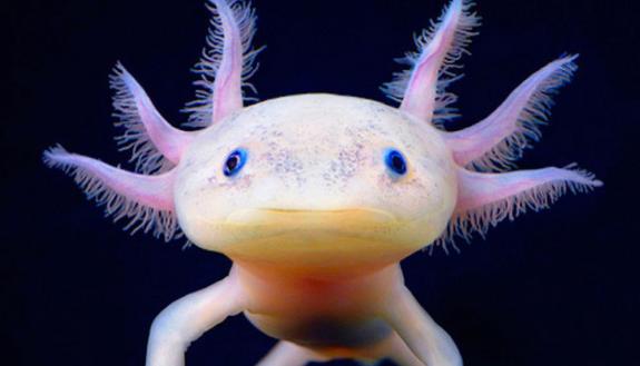 losing your left leg isn’t such a problem for axolotls.