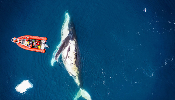 photo of whale. Photo by KC Bierlich / Duke Marine Robotics and Remote Sensing Lab