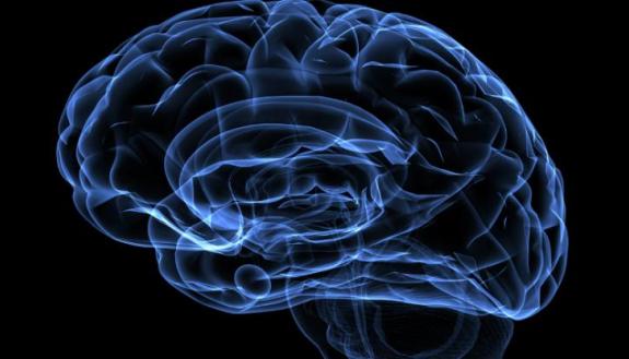 the human brain