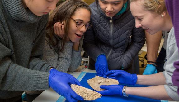 for the first time, students hold a human brain in their hands