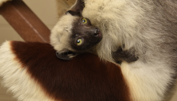 Camilla, the first baby lemur of the 21-22 breeding season