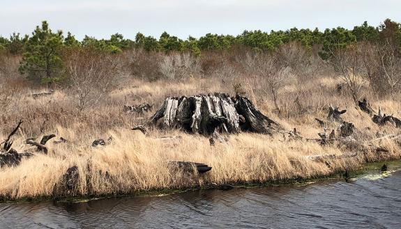 The new carbon farm is located on coastal wetlands that formerly were drained for farming and forestry. (Credit: Duke Univ.)