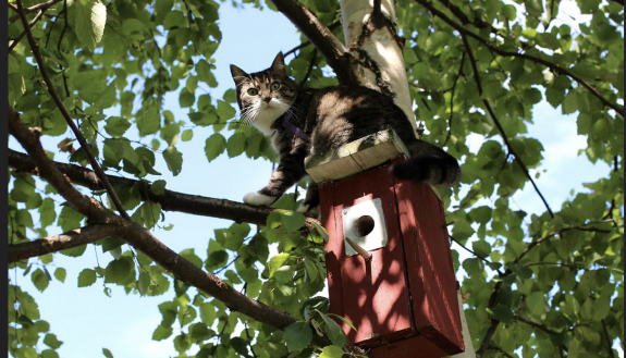 Lane Scher: To Save Birds, Keep Your Cat Indoors