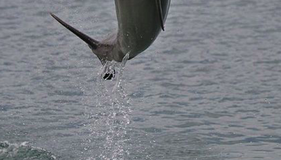dolphin