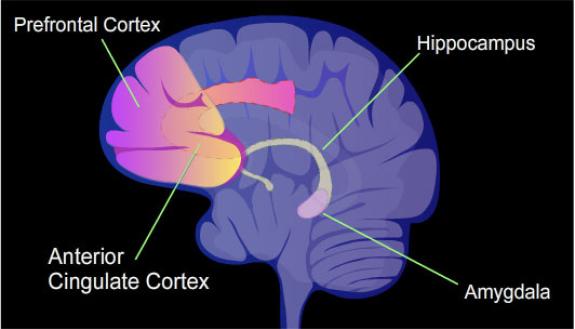 The hippocampus is a key structure in formation of memories and includes cells that represent a person’s environment.
