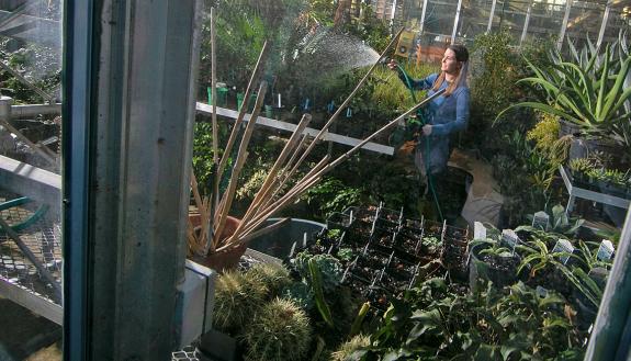 Beth Hall Hoffman, Paul J. Kramer Plant Collections Manager at Sarah P. Duke Gardens, tends to plants in the Duke Gardens greenhouse. Photo by Chris Hildreth. 