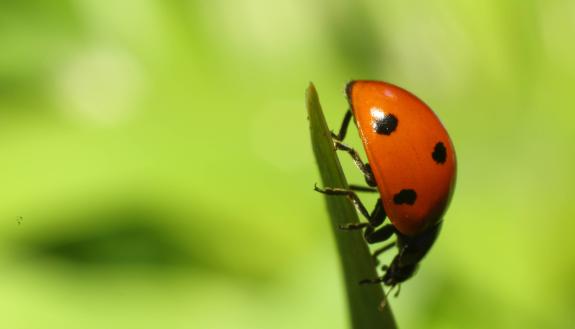 John Terborgh: We Need to Figure Out What’s Happening to the Bugs — Before It’s Too Late