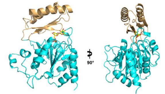 This ribbon diagram shows two views of the structure of the enzyme Tps2 as it removes a phosphate from a sugar molecule (yellow, orange and red). The result of this process is a sugar called trehalose which forms a tough coating on pathogenic fungi, enab