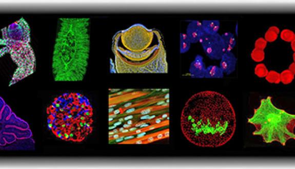 A selection of images from the Light Microscopy Core Facility. Descriptions of images available at http://microscopy.duke.edu/.