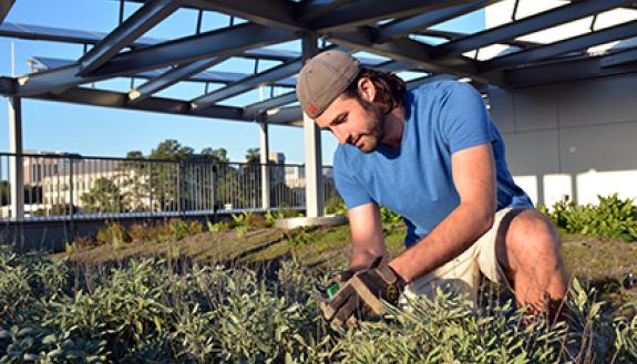 Graduate student Alex Klonick tends to a rooftop garden at Environment Hall. He's helped evolve the space into an area open to students, faculty and staff. Photo by Bryan Roth.