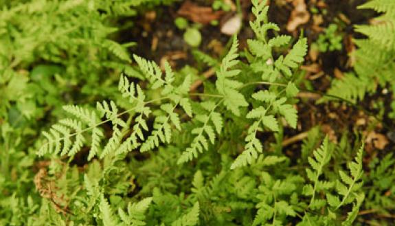Found on a forest floor in the French Pyrenees, this shin-high fern is the offspring of two distantly related groups of plants that split into separate lineages some 60 million years ago. Photo courtesy of Harry Roskam.