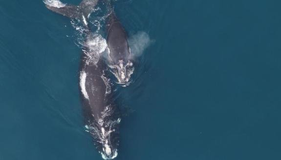 As new moms, North Atlantic right whales tone down their underwater vocalizations