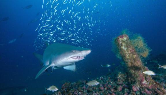 Photos from a citizen science project reveal shipwrecks off the N.C. coast are important habitats for sand tiger sharks, a species vulnerable to extinction. (Credit: John McCord, Coastal Studies Institute)