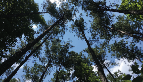 canopy of Duke Forest trees