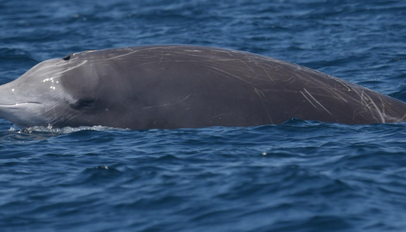 Beaked Whale